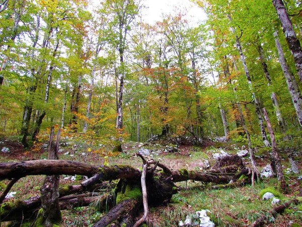 Farbenfroher Laub Und Laubwald Herbst Und Ein Umgestürzter Baum Slowenien — Stockfoto