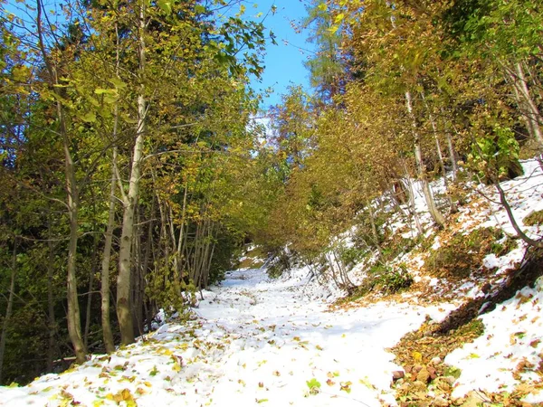Snow Covered Path Leading Sycamore Maple Trees Autumn Colors Karavanke — Fotografia de Stock