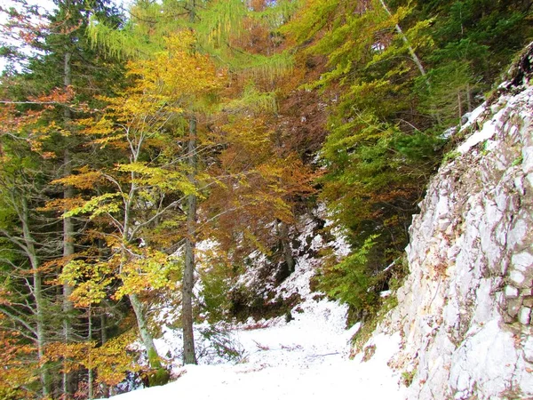 スロベニアの秋の森を抜ける雪に覆われた道 — ストック写真