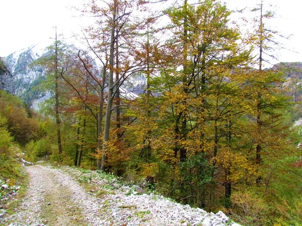 Bunte Orangefarbene Und Gelbe Herbstblätter Laubwälder Slowenien Und Eine Schotterstraße — Stockfoto