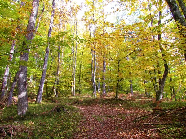 Slovenya Turuncu Sonbahar Renkleriyle Renkli Kayın Oturumlu Meşe Ormanı — Stok fotoğraf
