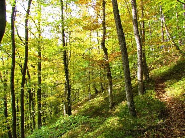 Bosque Colorido Haya Roble Sésil Colores Naranjas Otoño Eslovenia — Foto de Stock