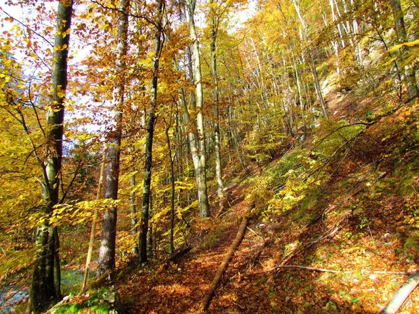 Bosque Hoja Ancha Vibrantes Colores Amarillos Anaranjados Otoño Con Luz — Foto de Stock