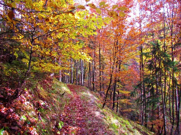 Laubwald Leuchtenden Gelben Und Roten Herbstfarben Mit Sonnenlicht Auf Dem — Stockfoto