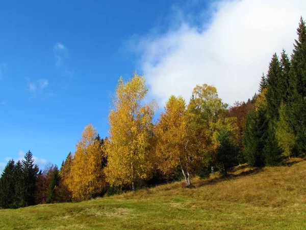 草原の黄色の秋の色の白樺の木とスロベニアの後ろの森 — ストック写真