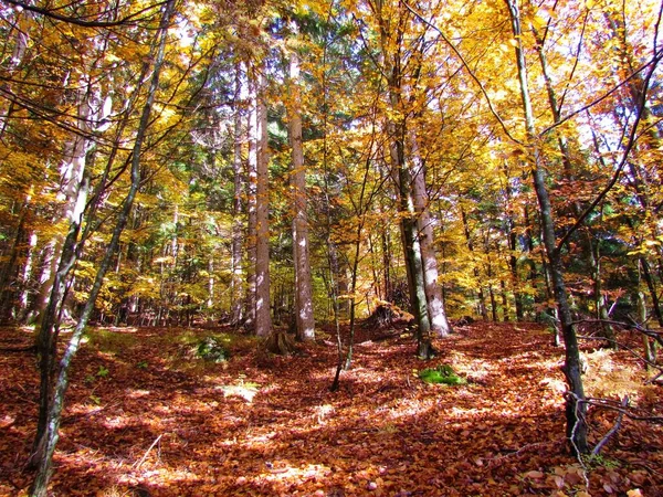 Mixed conifer and broadleaf forest in vibrant yellow, orange and red autumn colors with sunlight shining on the ground in Slovenia