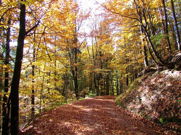 Gemischter Nadel Und Laubwald Leuchtenden Gelben Orangen Und Roten Herbstfarben — Stockfoto