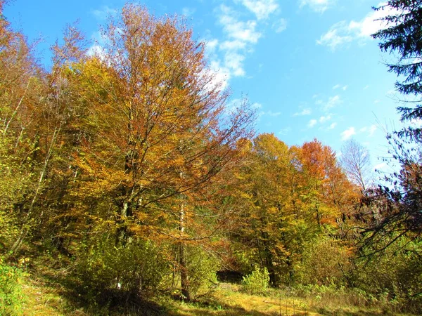 Bosque Haya Templado Caducifolio Follaje Otoño Amarillo Naranja Rojo Eslovenia — Foto de Stock