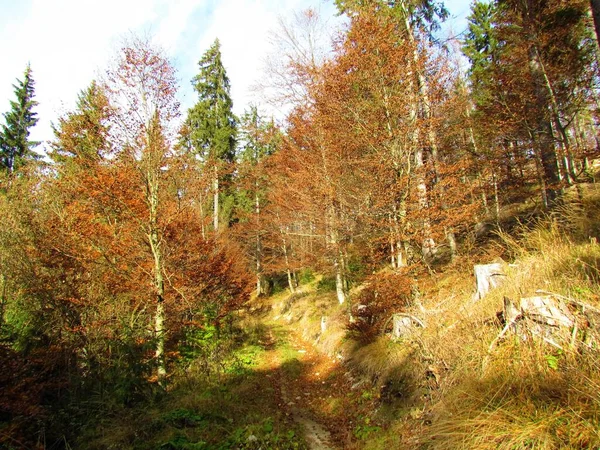 Broadleaf Forest Autumn Leafes Sunlight Shining Ground Slovenia — Stockfoto