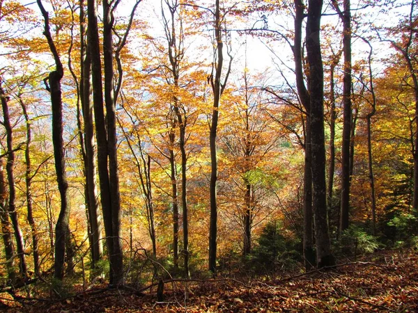 Laubwald Leuchtenden Gelben Und Orangen Herbstfarben Mit Sonnenlicht Auf Dem — Stockfoto