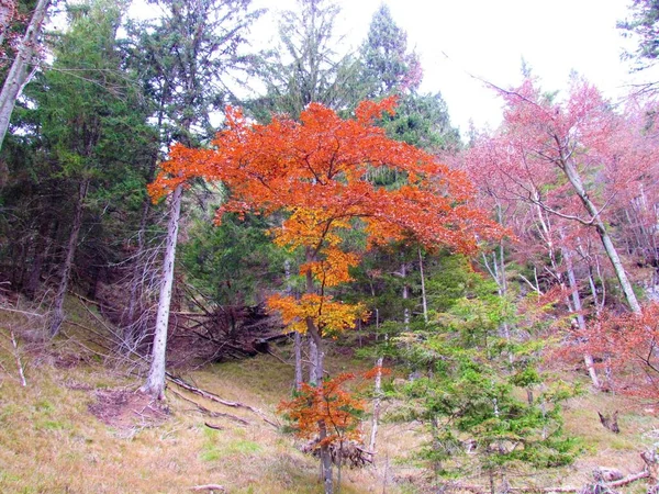 Small Beech Fagus Sylvatica Tree Red Autumn Foliage — Stock Photo, Image