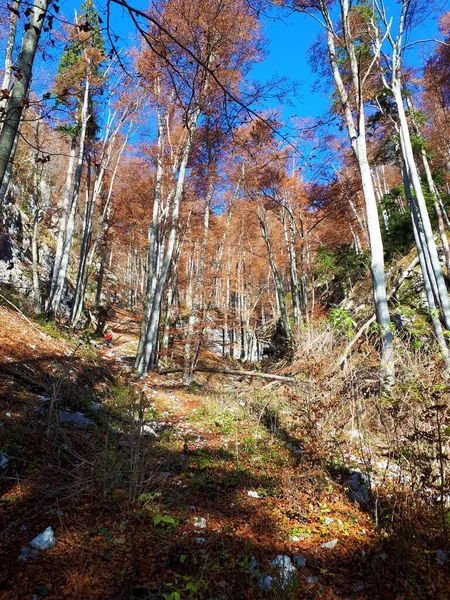 Chemin Menant Travers Une Forêt Hêtres Colorée Automne — Photo