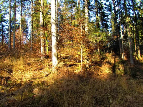 Mixed Conifer Broadleaf Forest Autumn Sunlight Shining Ground Covered Dry — Stockfoto