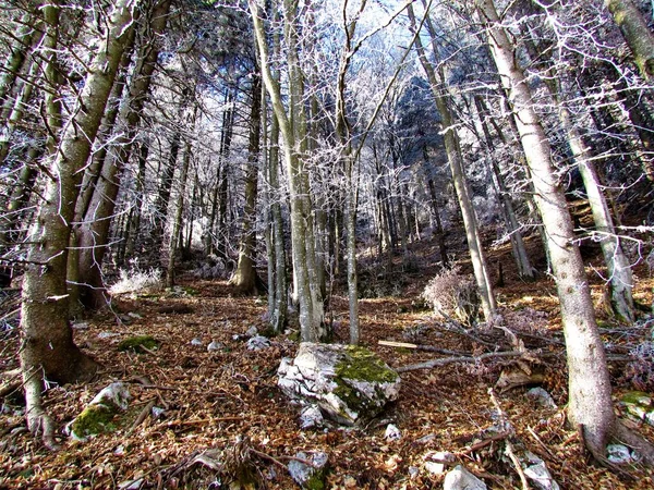 Las Bukowy Gołymi Drzewami Gałęziami Pokrytymi Mrozem Zimie — Zdjęcie stockowe