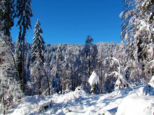 Bosque Picea Invierno Día Soleado Con Los Árboles Cubiertos Nieve —  Fotos de Stock