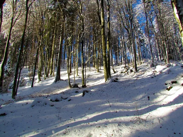 太陽の光で照らされた地面と冬のほとんどの広葉樹 — ストック写真