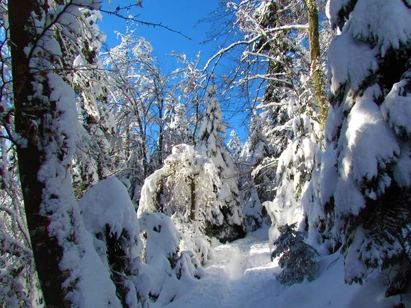 Floresta Mista Coníferas Folhas Largas Coberta Neve Iluminada Pela Luz — Fotografia de Stock