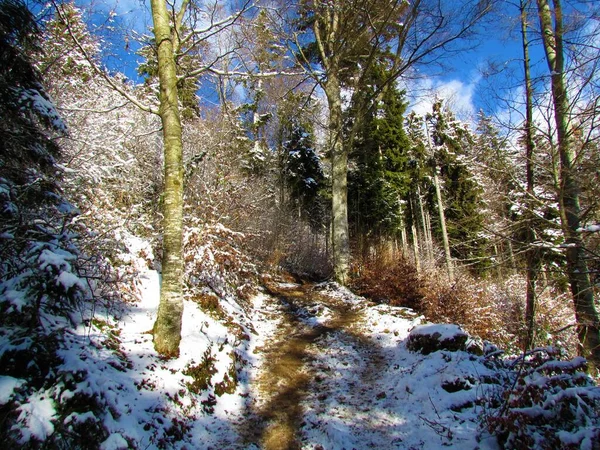 Path Leading Mixed Broadleqaf Conifer Snoe Covered Forest Winter — ストック写真