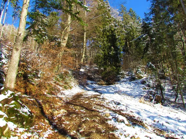Chemin Menant Travers Une Forêt Mixte Couverte Broussailles Feuillus Conifères — Photo