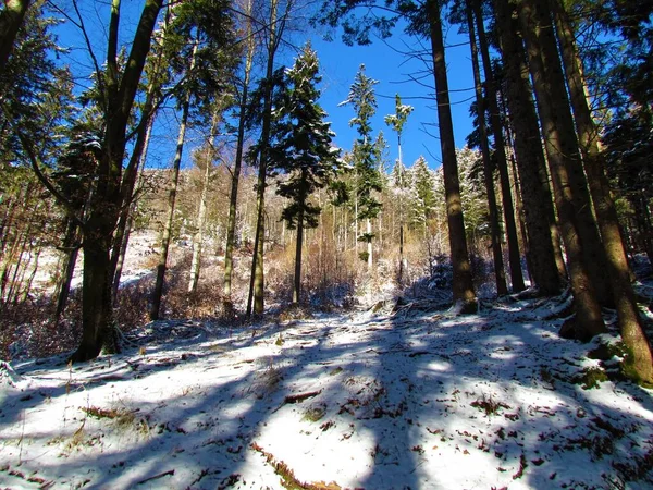 Floresta Coberta Neve Broadleqaf Conífera Mista Inverno — Fotografia de Stock