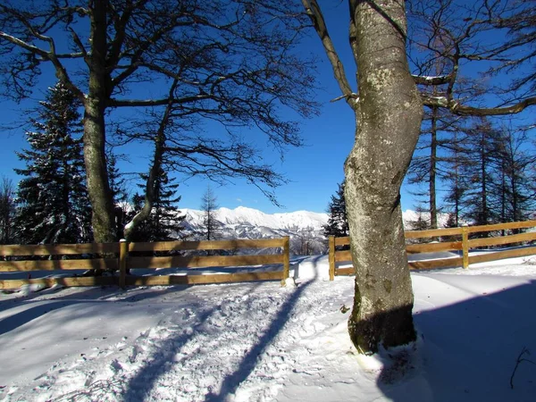 Blick Auf Schneebedeckte Berge Und Buchen Und Einen Holzzaun Vor — Stockfoto