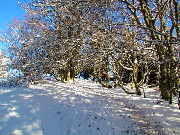 Beautiful Temeperate Deciduous Broadleaf Beech Forest Winter — ストック写真