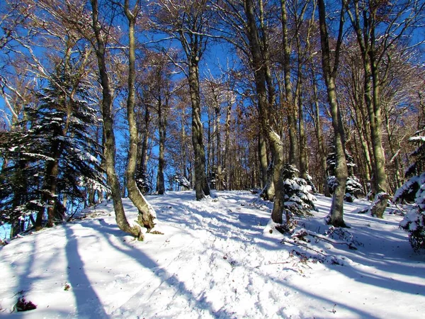 Beautiful Temeperate Deciduous Broadleaf Beech Forest Winter — Stockfoto