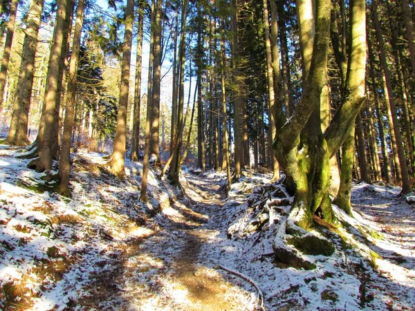 Chemin Menant Travers Une Forêt Principalement Conifères Hiver Avec Lumière — Photo