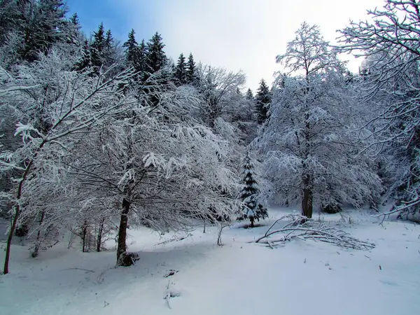 Δάσος Που Κλυδωνίζεται Χειμώνα Μοναχικά Δέντρα Καλυμμένα Χιόνι — Φωτογραφία Αρχείου