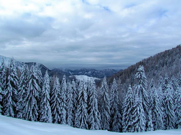 Winter Uitzicht Besneeuwde Heuvels Karawanks Bergen Gorenjska Slovenië Een Sparrenbos — Stockfoto