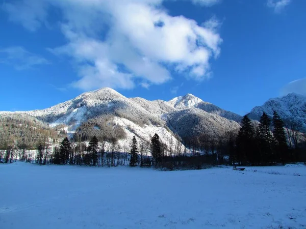 Vista Invernale Della Foresta Conifere Sopra Jezersko Gorenjska Slovenia Illuminata — Foto Stock