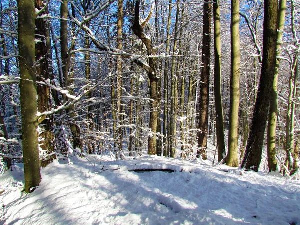 Decíduo Temperado Floresta Folhas Largas Inverno — Fotografia de Stock
