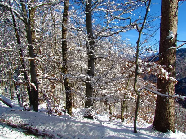 Deciduouss Temperate Broadleaf Forest Winter — ストック写真