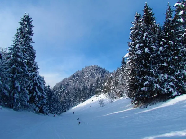 Dolina Otoczona Lasem Wysokimi Świerkami Zimie Wzgórzem Słowenią — Zdjęcie stockowe