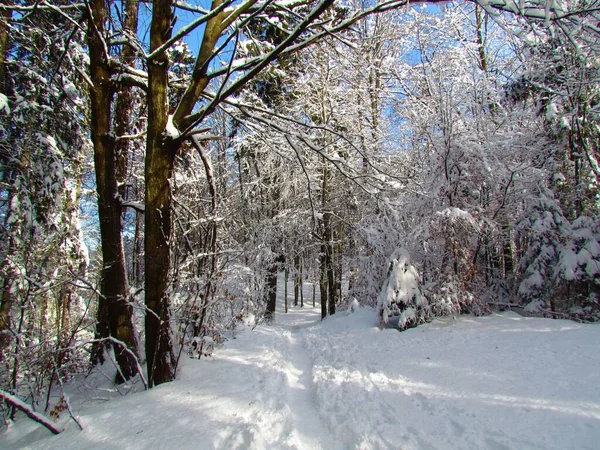 Deciduouss Temperate Broadleaf Forest Winter — Stock Photo, Image