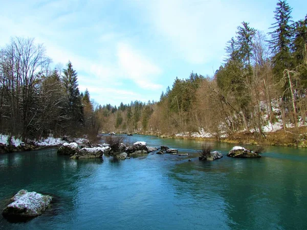 Pohled Řeku Sávu Lesem Pokrývajícím Břehy Zimě Gorenjské Slovinsko — Stock fotografie