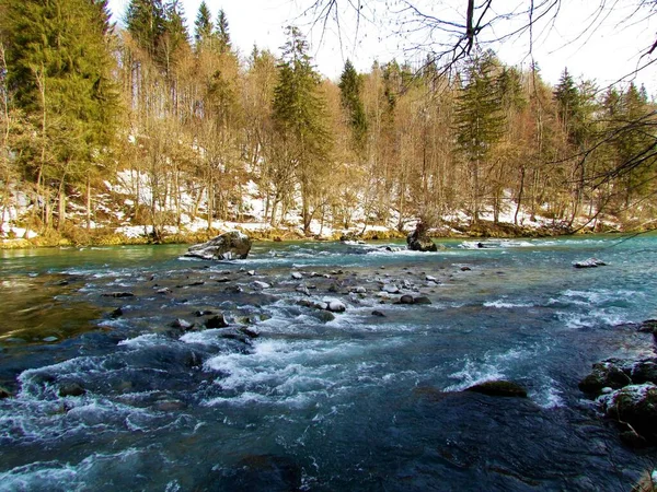 Slovenya Nın Gorenjska Kentinde Kışın Kıyıları Kaplayan Ormanlı Sava Nehri — Stok fotoğraf