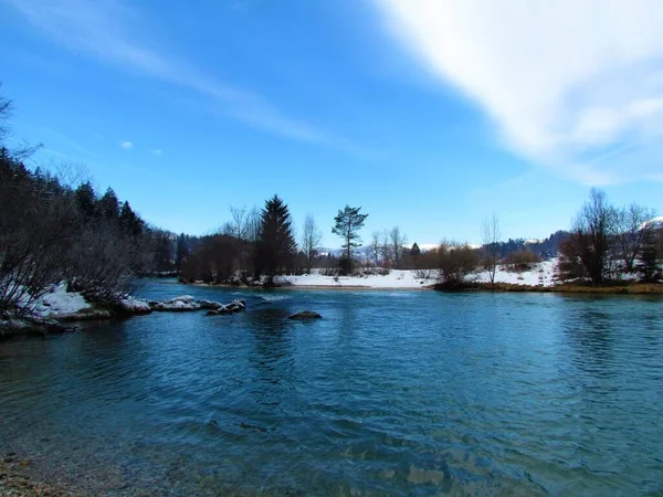 Río Sava Con Árboles Nieve Cubriendo Orilla Gorenjska Eslovenia — Foto de Stock