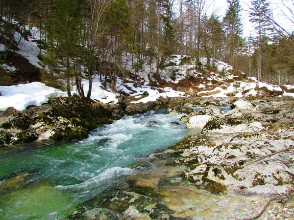 Mostnica Creek Korita Mostnice Gorenjska Eslovênia Inverno — Fotografia de Stock