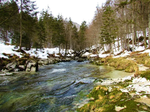 Slovenya Nın Gorenjska Kentindeki Mostnica Deresi Kışın Bir Ormandan Akıyor — Stok fotoğraf