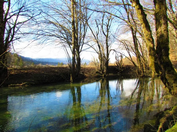 Krásný Rybník Stromy Břehu Odraz Vodě Kopci Úhledným Jezerem Cerknica — Stock fotografie