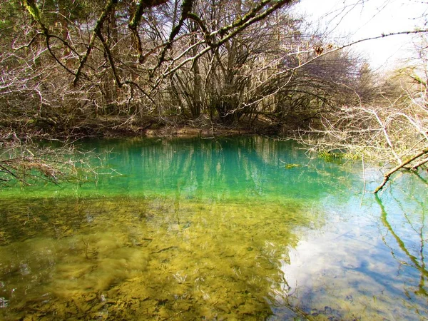 Lagoa Amarela Verde Colorida Perto Lago Cerknica Eslovênia Com Vegetação — Fotografia de Stock