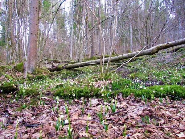 Floco Neve Primavera Leucojum Vernum Flores Crescendo Uma Floresta Eslovênia — Fotografia de Stock