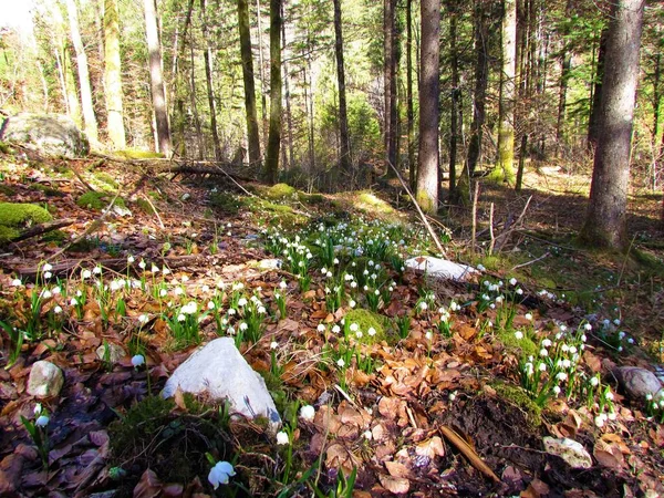 Weiße Blühende Frühlingsschneeflocke Leucojum Vernum Blumen Die Vom Sonnenlicht Beleuchtet — Stockfoto