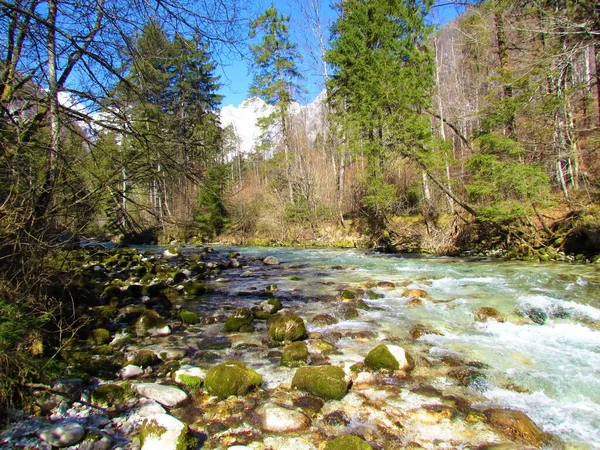 Řeka Kamniska Bistrica Slovinsku Teče Lesem Velkou Skálou Řece — Stock fotografie