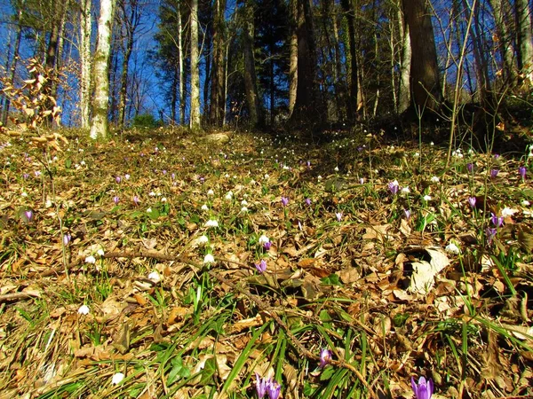 Białe Wiosenne Płatki Śniegu Leucojum Vernum Fioletowe Wiosenne Krokus Crocus — Zdjęcie stockowe