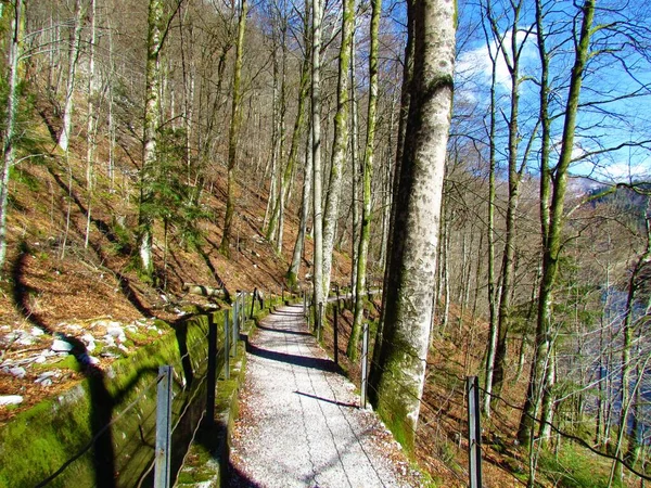 スロベニアの文学地域Idrija近くの温帯で落葉性のブナ林をリードする水路の隣のフェンスで囲まれた道 — ストック写真