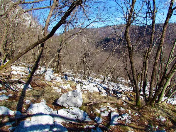 European Hop Hornbeam Ostrya Carpinifolia Ліс Великими Скелями Вкривають Землю — стокове фото