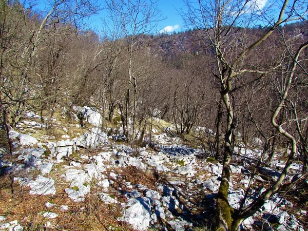 ヨーロッパのホップ ホーンビーム Ostrya Carpinifolia の森で スロヴェニアの文学的な再開発の地面を覆う大きな岩がある — ストック写真
