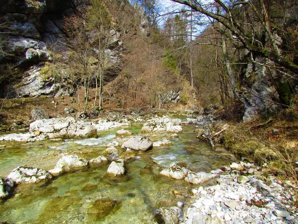 Hermoso Río Iska Iski Garganta Vintgar Eslovenia Con Árboles Desnudos — Foto de Stock